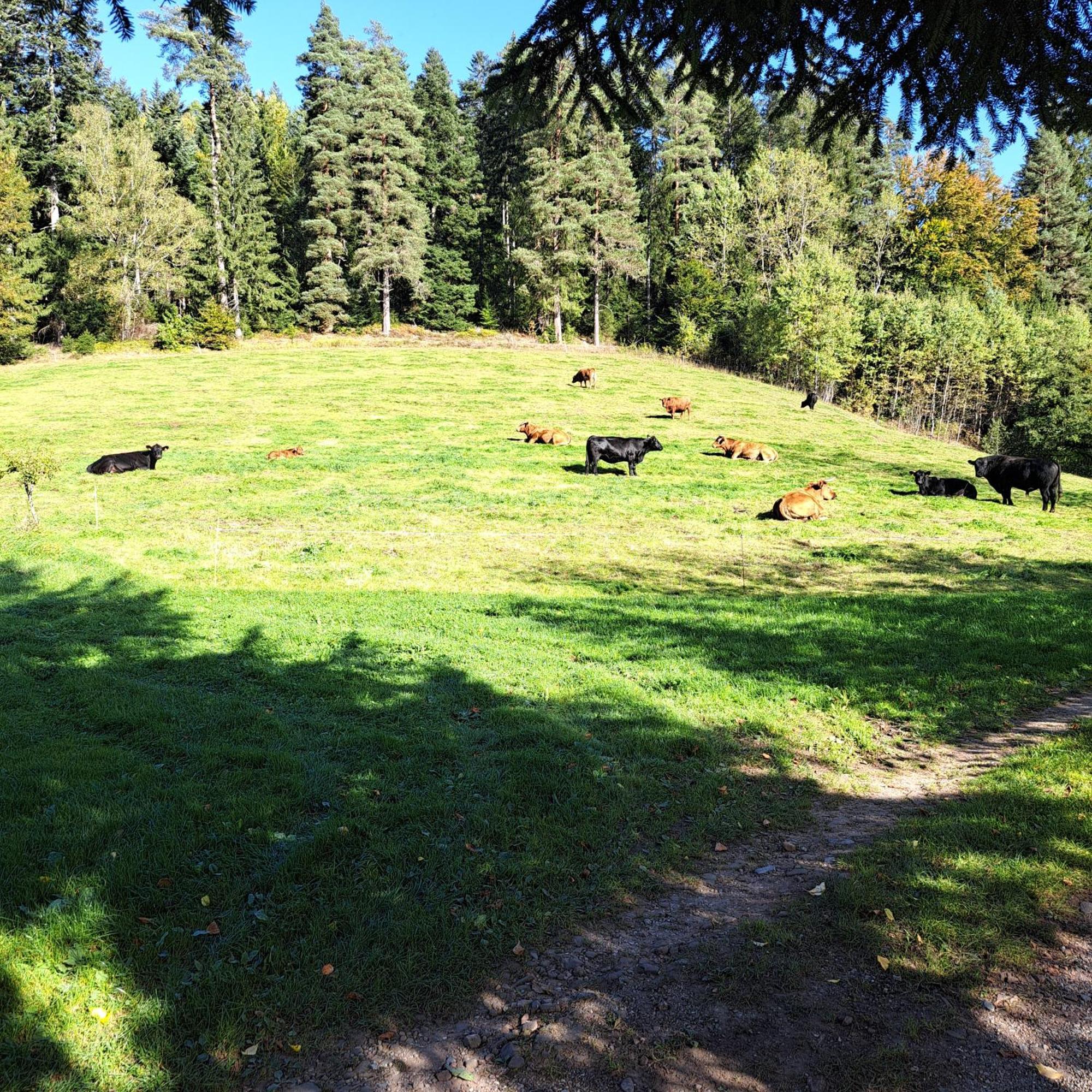 Ferienhaus Schwarzwald Seewald Erzgrube Badesee 100% Natur Экстерьер фото